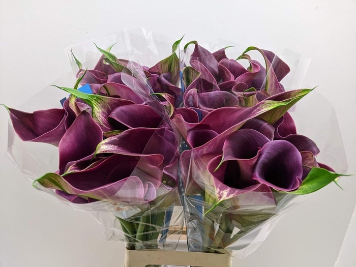 Calla Promise | Dubbelbloemig