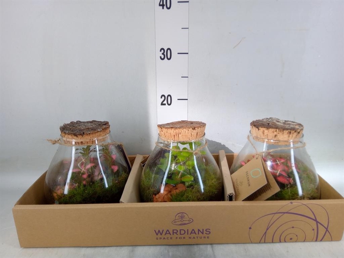 Arr.   Kamerplant Groen H%