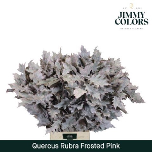 Quercus Rubra L80 Frost Pink