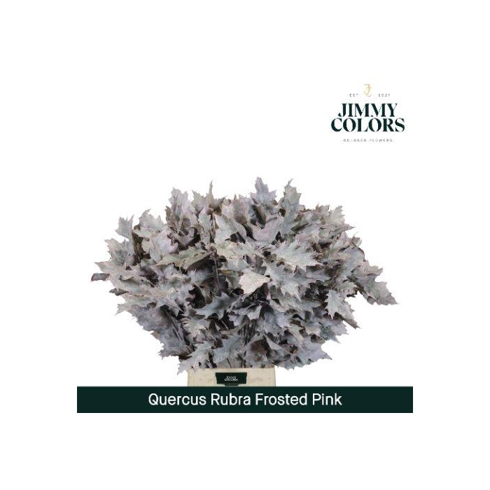 <h4>Quercus Rubra L80 Frost Pink</h4>
