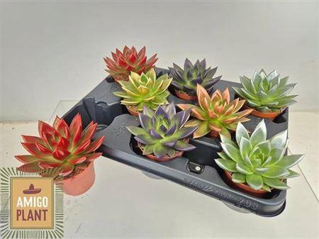 Echev Miranda Paint Tip Mixed