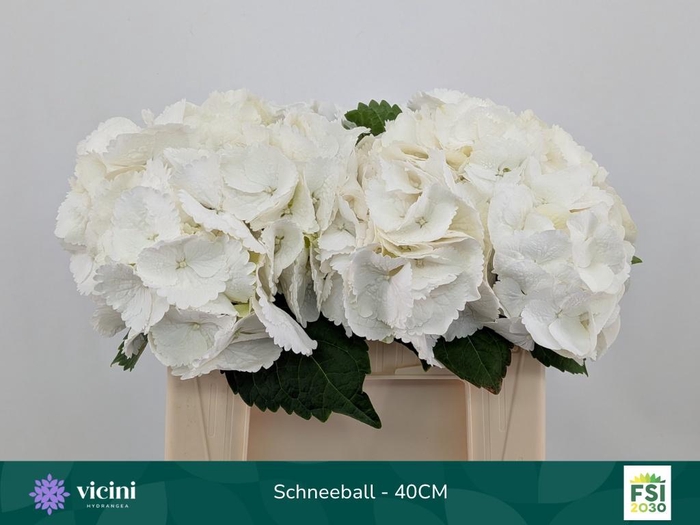 <h4>HYDR M SCHNEEBALL</h4>