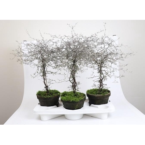 COROKIA COTONEASTER P18 STAM