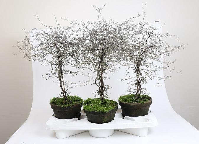 <h4>COROKIA COTONEASTER P18 STAM</h4>