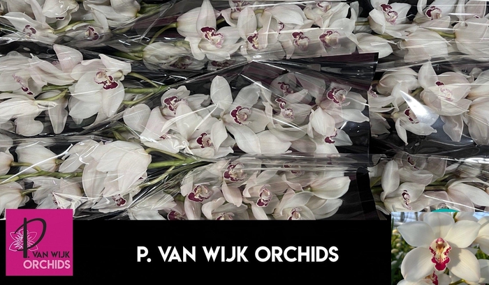 <h4>CYMB T MAZURKA</h4>