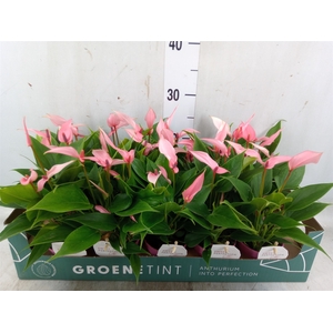 Anthurium andr. 'Lilli'