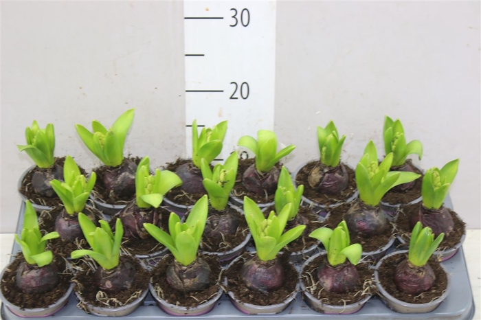 <h4>Hyacinthus Pink Pearl 1pp</h4>