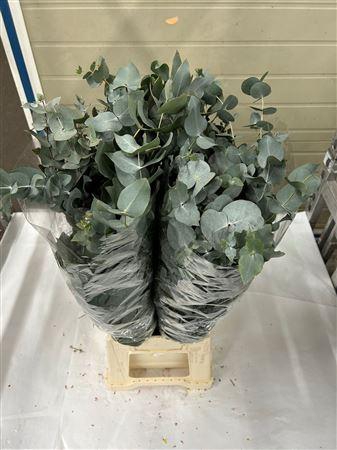 <h4>CINEREA SHORT</h4>