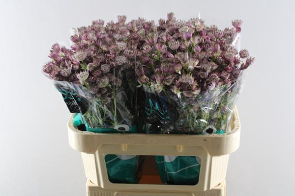 <h4>Astrantia Star Of Africa(rose)</h4>