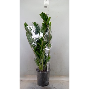 Zamioculcas zamiifolia