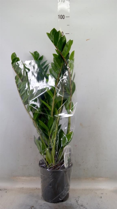 <h4>Zamioculcas zamiifolia</h4>