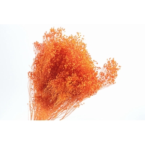 Broom Bloom Orange