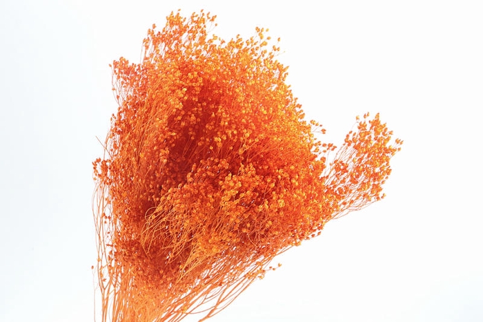 <h4>Broom Bloom Orange</h4>