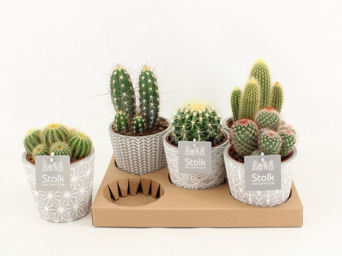 <h4>Cactus Mix In Star pot</h4>