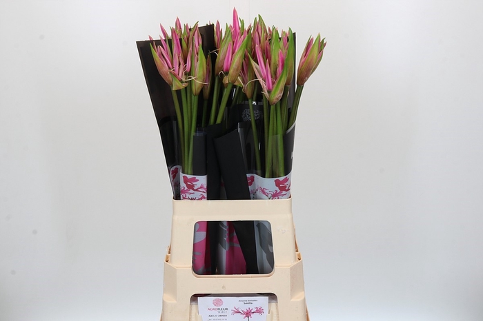 <h4>Amarine Smilla</h4>