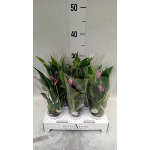 Anthurium  'Zizou'