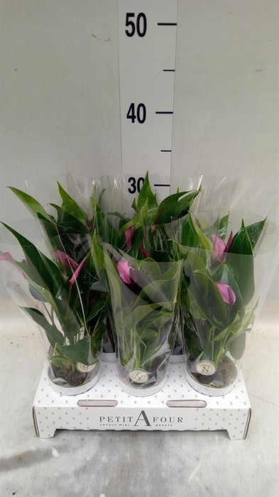 <h4>Anthurium  'Zizou'</h4>