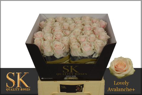 <h4>Rozen Rosa Lovely Avalanche 50cm</h4>