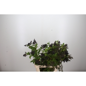 Ligust Oval Winter J