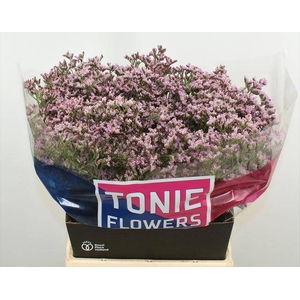 LIM TALL PINK EMILLE