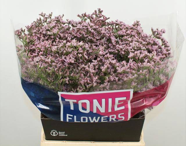<h4>LIM TALL PINK EMILLE</h4>