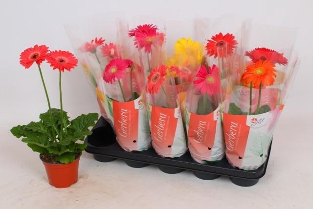 arr8 Ger Colourgame Gem