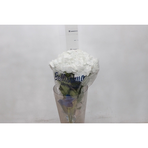 HORTENSIA FORCE 050 CM BRANCO