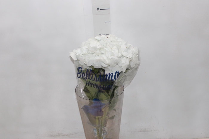 <h4>HORTENSIA FORCE 050 CM BRANCO</h4>