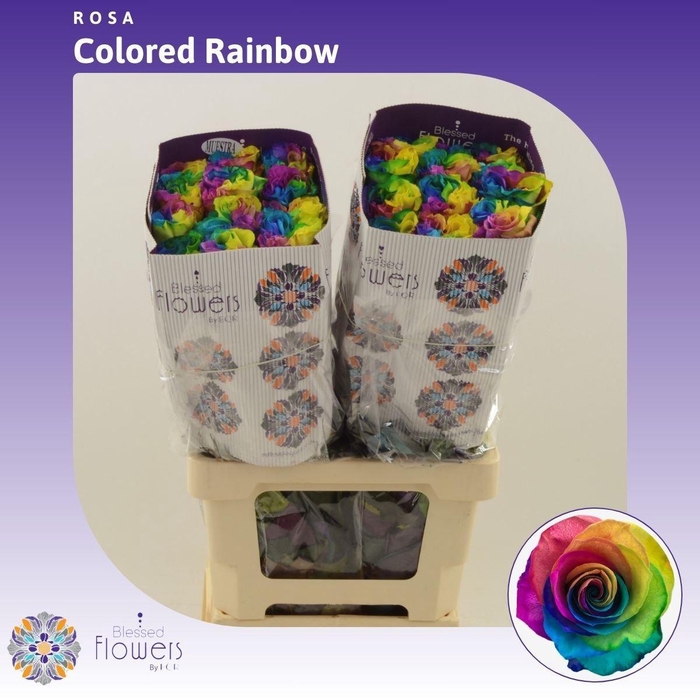 <h4>R GR TINTED RAINBOW</h4>