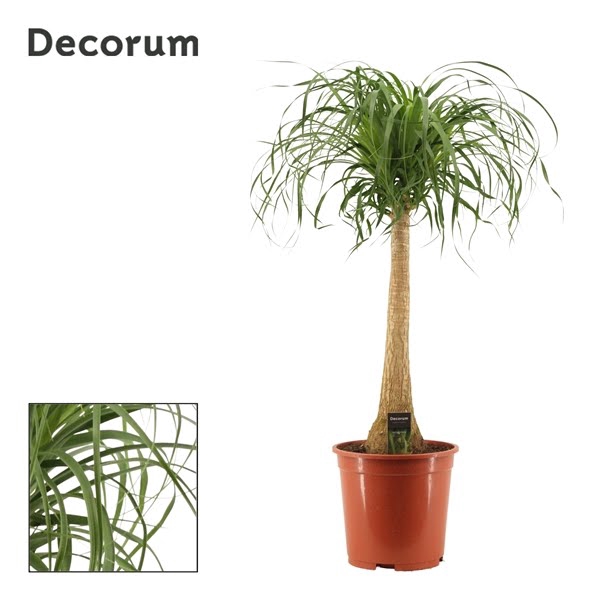 <h4>Beaucarnea recht 27 cm (Decorum)</h4>