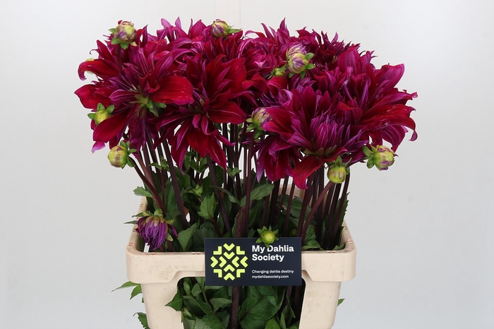 <h4>Dahlia Babylon Paars</h4>