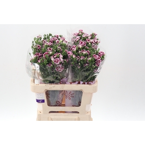 Di Raffine Saba 55cm