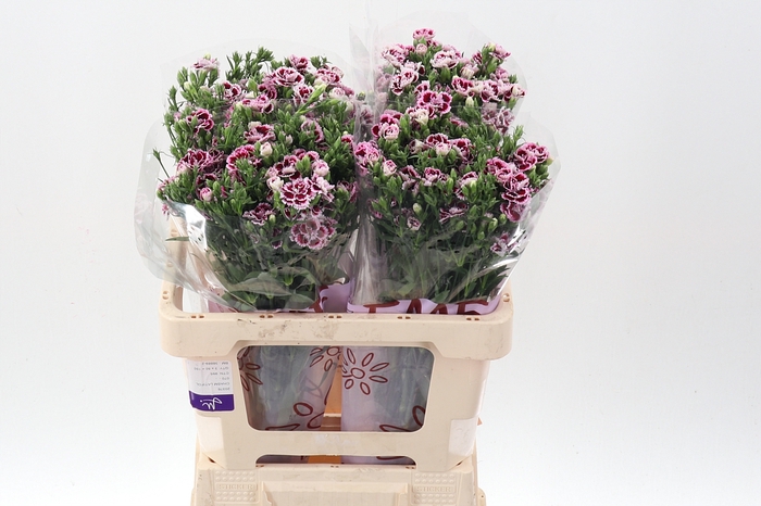 <h4>Di Raffine Saba 55cm</h4>