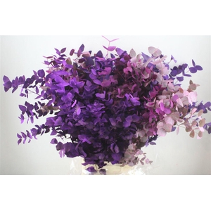 Euca Cinerea Mix Pink P Bunch
