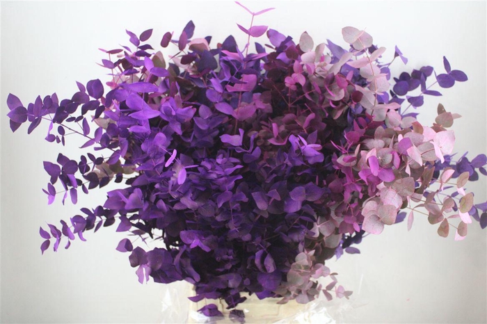 <h4>Euca Cinerea Mix Pink P Bunch</h4>