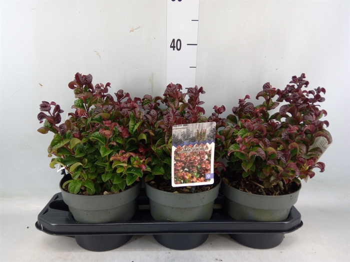 <h4>Leucothoe axillaris 'Curly Red'</h4>