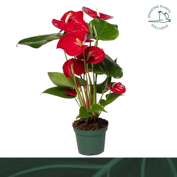 <h4>Anthurium andr. 'Nevada'</h4>