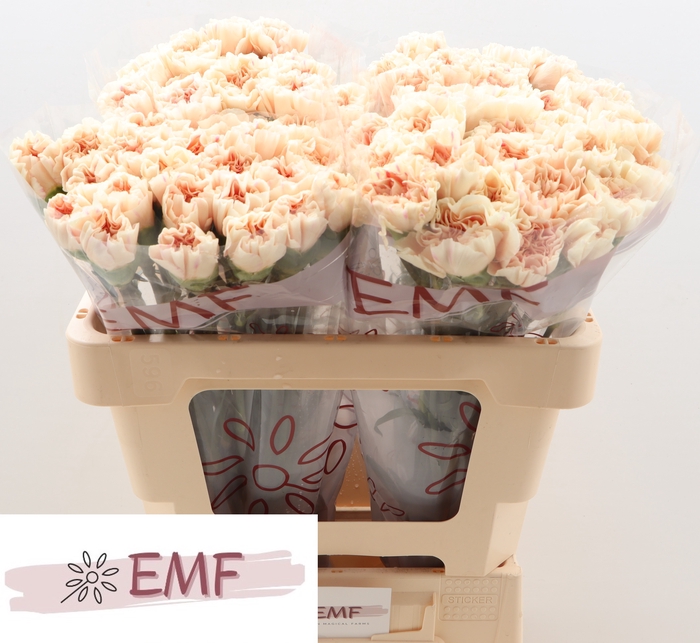 <h4>DI ST APPLE TEA</h4>