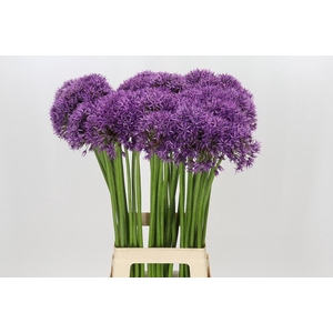 Allium Violet Beauty