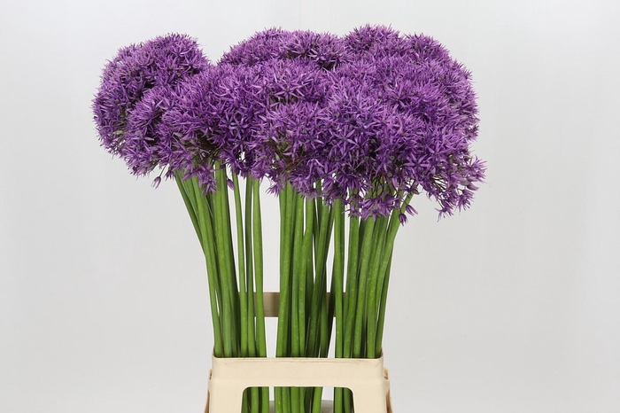 <h4>Allium Violet Beauty</h4>