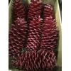 DECO PINECONE O/ST NATURAL X5 BUNCH