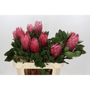 Protea Cynaroides Madiba