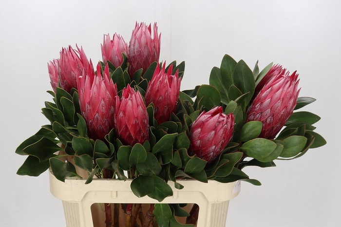<h4>Protea Cynaroides Madiba</h4>