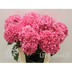 Hydrangea candy moment