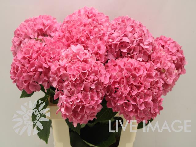 <h4>Hydrangea candy moment</h4>