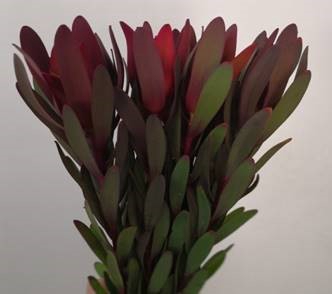 Leucadendron Safari Sunset