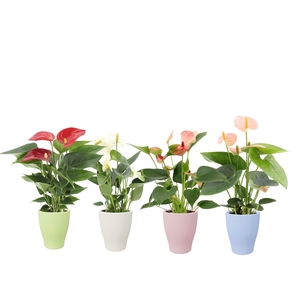 Anthurium 7 cm 4 color mix in Carly summer ceramics