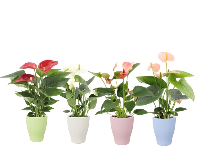 <h4>Anthurium 7 cm 4 color mix in Carly summer ceramics</h4>