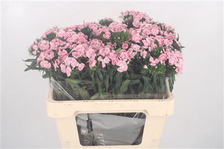 <h4>Di Barb Breanthus Lindo Pale Pink</h4>
