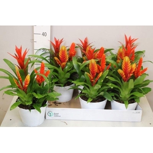 ARR BROMELIA